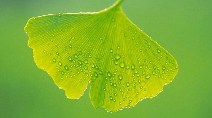 Mi az a ginkgo biloba